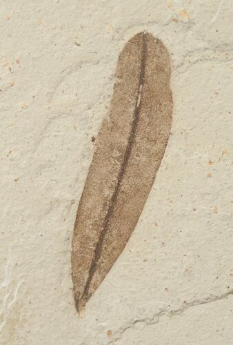 Fossil Caesalpinia Leaf - Green River Formation #16321